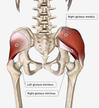 Image of the gluteus minimus and gluteus medius muscles.