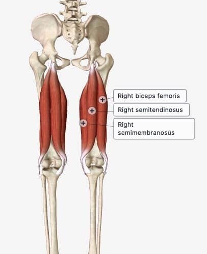 Graphic image of the hamstring muscles, labeled.